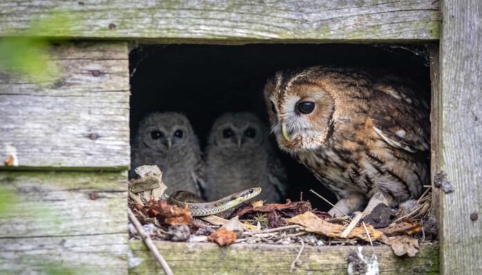 O motivo curioso das corujas manterem cobras cegas como babás de seus filhotes