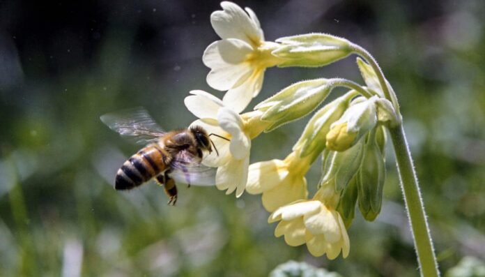 O mecanismo que permite às flores escutarem o zumbido das abelhas