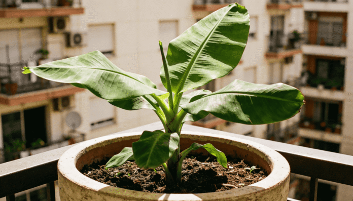 Cultivar essas frutas em casa pode melhorar o sono naturalmente