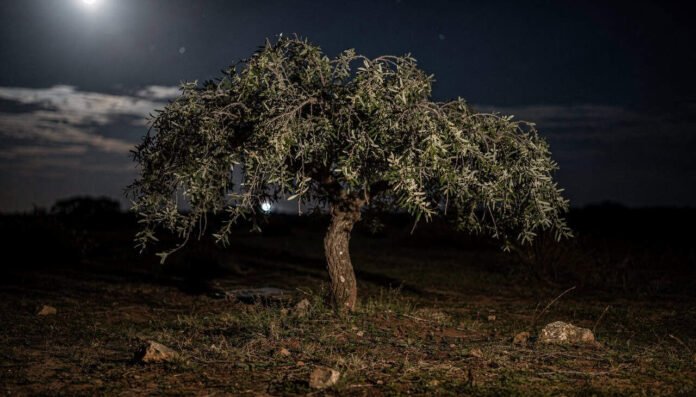 A descoberta cientifica surpreendente de que as árvores também tiram uma soneca durante a noite