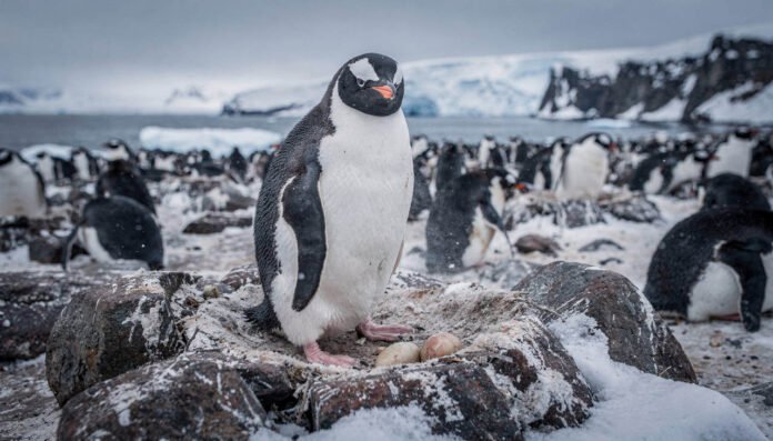 O truque dos pinguins para tirar milhares de sonecas de quatro segundos por dia