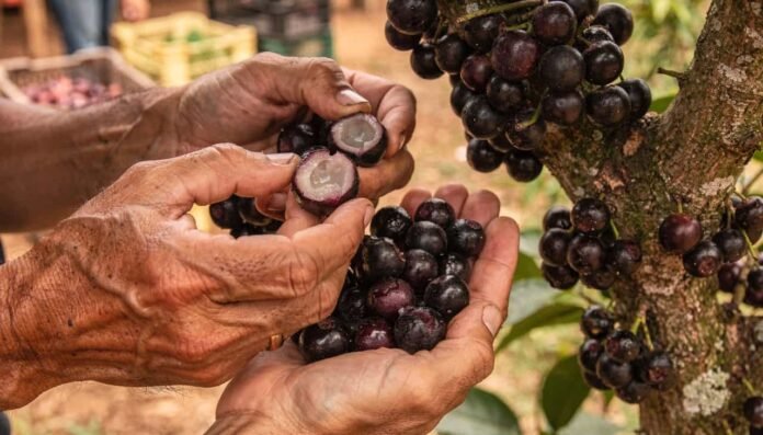 Qual é a árvore frutífera mais doce do Brasil?