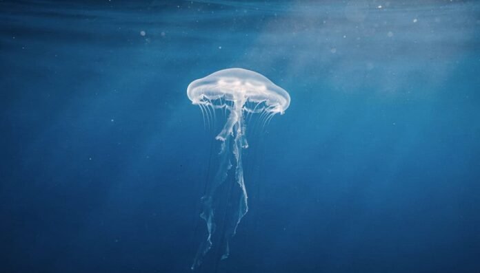 Cientistas descobrem uma criatura das profundezas marinhas que pode rejuvenescer e viver para sempre